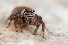 66 Schwarze Springspinne