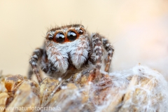 143 Springspinne - Sitticus floricola