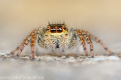 144 Springspinne - Carrhotus xanthogramma