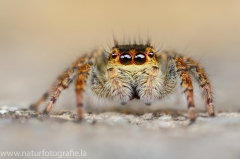 145 Springspinne - Carrhotus xanthogramma