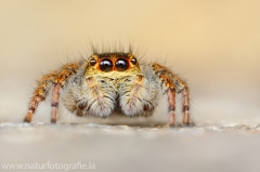 146 Springspinne - Carrhotus xanthogramma