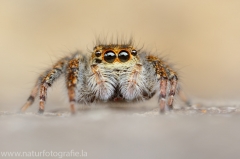 147 Springspinne - Carrhotus xanthogramma