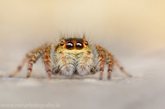 148 Springspinne - Carrhotus xanthogramma