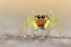 142 Springspinne - Heliophanus tribulosus