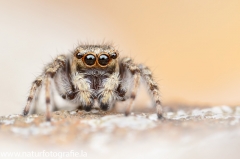 118 Springspinne - Salticidae