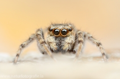 117 Springspinne - Salticidae