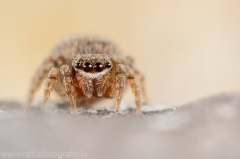 133 Springspinne - Salticidae