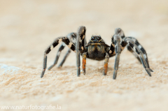 152 Südrussische Tarantel - Lycosa singoriensis