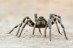 153 Südrussische Tarantel - Lycosa singoriensis