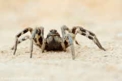 151 Südrussische Tarantel - Lycosa singoriensis