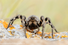 154 Südrussische Tarantel - Lycosa singoriensis ♀