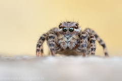 132 V - Springspinne -  Aelurillus v-insignitus ♀