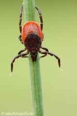 103 Gemeiner Holzbock - Ixodes ricinus